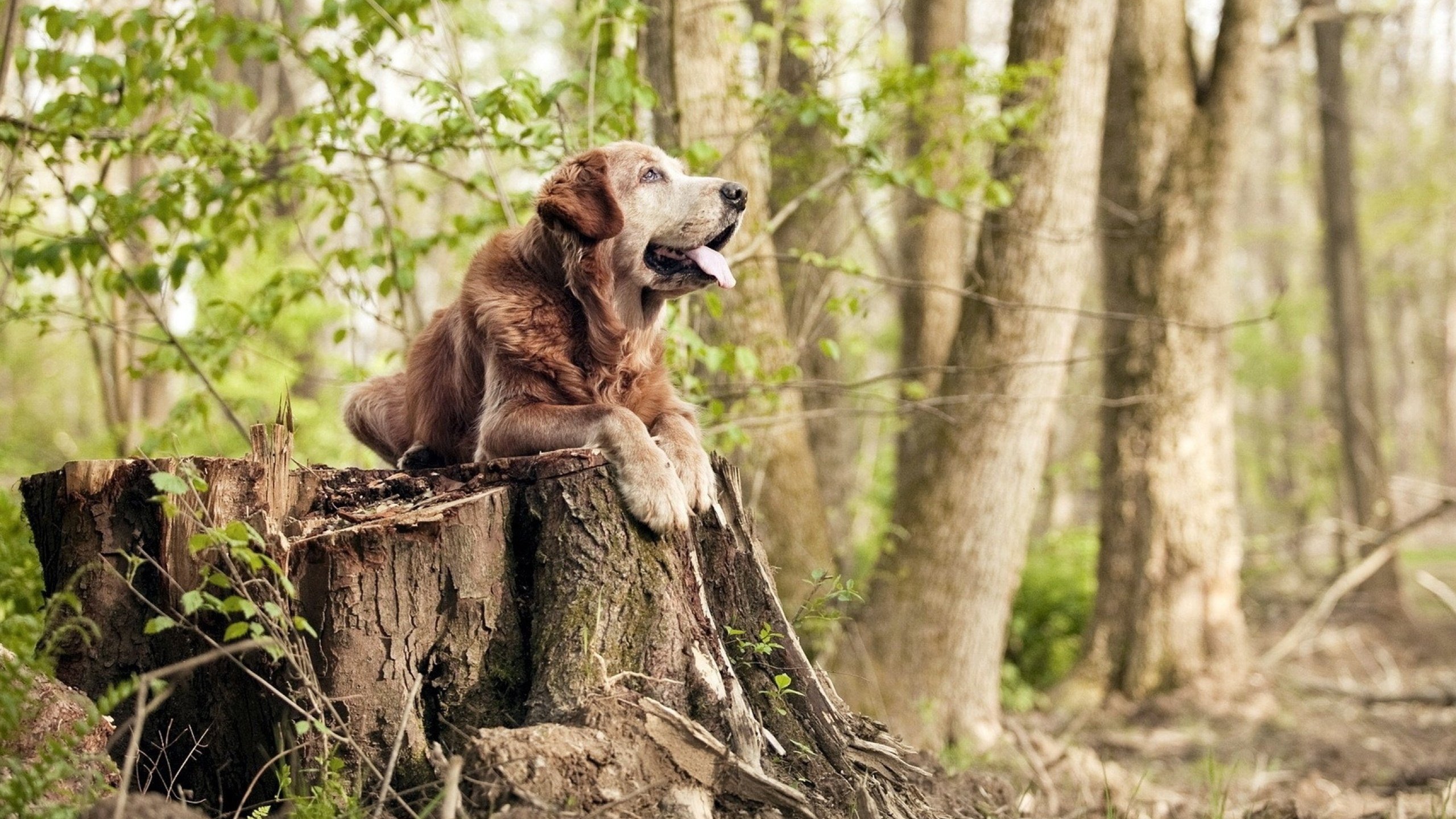光明记忆“未来战士”线上联盟赛，策略对抗全面升级，2020光明未来直播