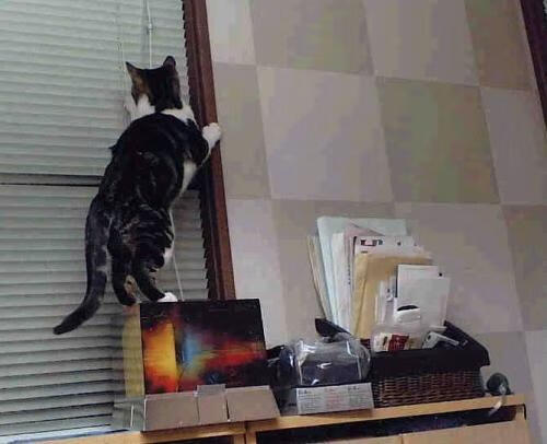 九游下载中心-今年联盟助攻王：谁的传球最精彩绝伦？，nba联盟助攻王